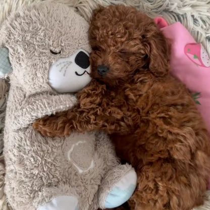 Calming Breathing Otter™ 🐾